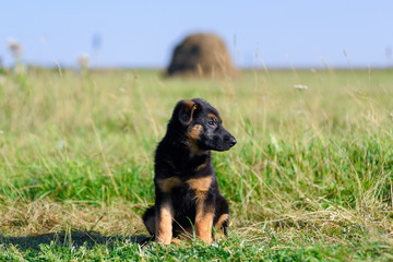 shepherd puppy
