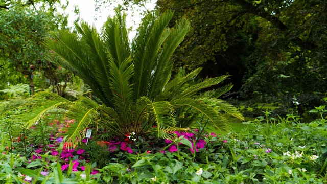 Cycas revoluta also called sago palm, king sago, sago cycad, Japanese sago palm