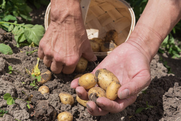 Harvesting new potatoes in hobby garden.