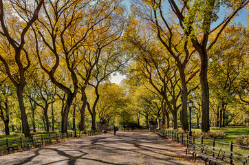 Serene view of fall trees in Central Park, New York