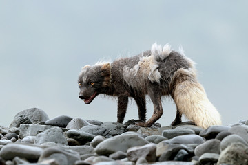 Arctic Fox hungry