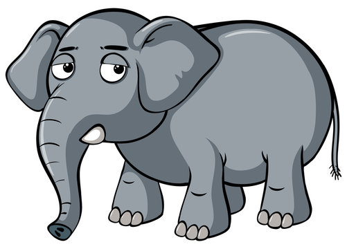 Sad elephant on white background
