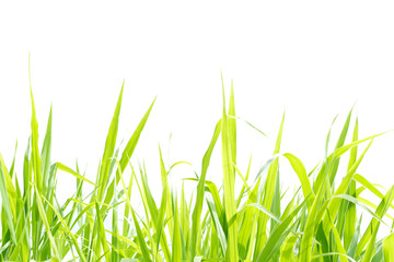 green grass isolated on white backgroun