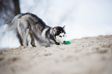 Beautiful dog breed Siberian husky