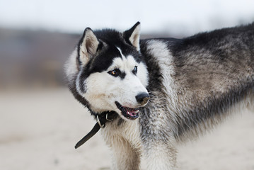 Beautiful dog breed Siberian husky