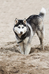 Beautiful dog breed Siberian husky