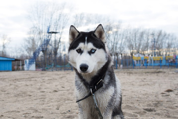 Beautiful dog breed Siberian husky