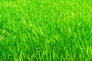 grass green