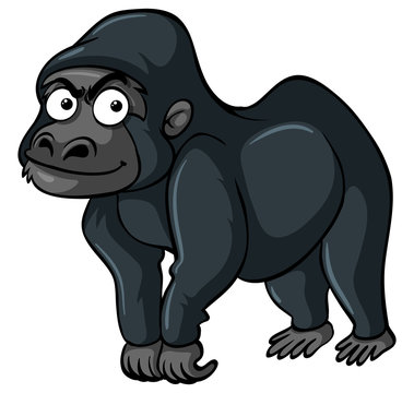 Gorilla with black fur