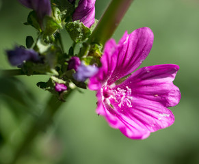 Lilac flower mallow