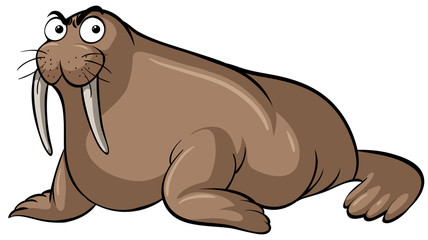 Walrus with serious face on white background