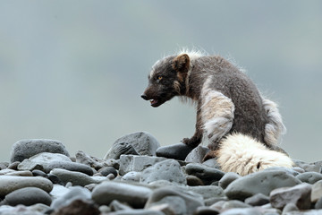 Arctic Fox sitting on rocks 