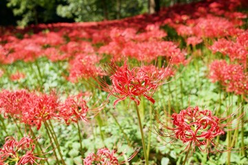 一輪にフォーカスした曼珠沙華(彼岸花)