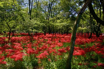 高麗の曼珠沙華畑(彼岸花)