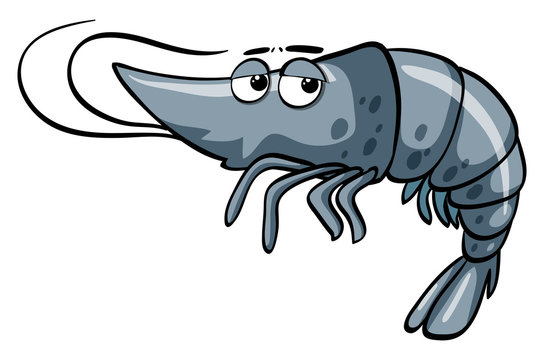 Gray shrimp with sad face