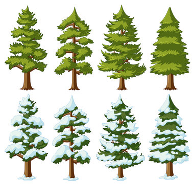 Different shapes of pine trees