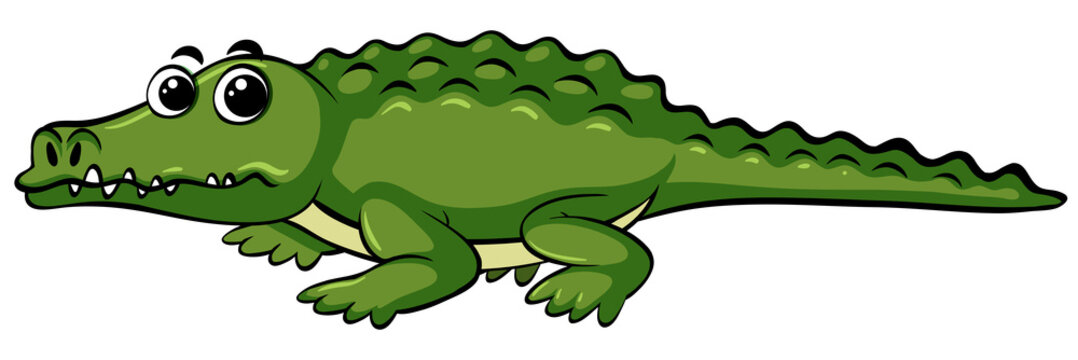 Wild crocodile with happy face