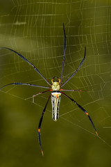 Image of Spider Nephila Maculata, Gaint Long-jawed Orb-weaver (female) in the net. Insect Animal