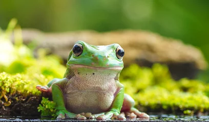 Zelfklevend Fotobehang Cute frog © Wel