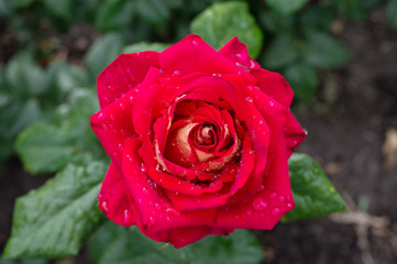 One big red rose against the background of nature.