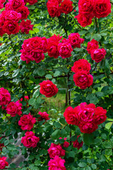 A large bush of red roses. Floral background. Decoration of the garden.