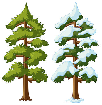 Two pine trees with and without snow