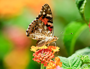 Obraz na płótnie Canvas Colorful Butterfly