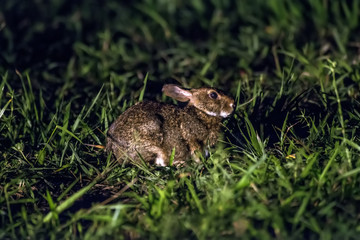 Tapiti (Sylvilagus brasiliensis) | Tapeti