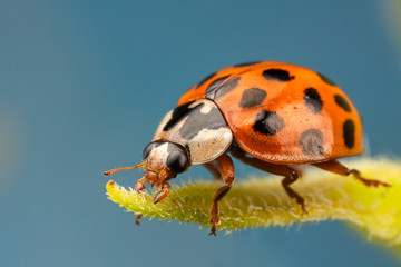 Harlequin Ladybird, Harmonia axyridis