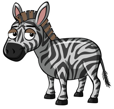 Zebra with sad smile