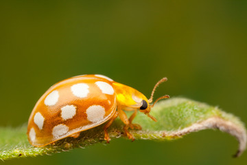 Orange Ladybird, Halyzia sedecimguttata