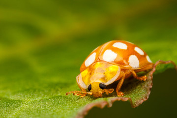 Orange Ladybird, Halyzia sedecimguttata