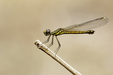 Image of Libellago lineata lineata dragonfly on dry branches. Insect Animal (Burmeister, 1839) Family Chlorocyphidae.