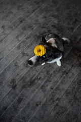 Border Collie dog walking in the winter city