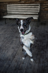 Border Collie dog walking in the winter city