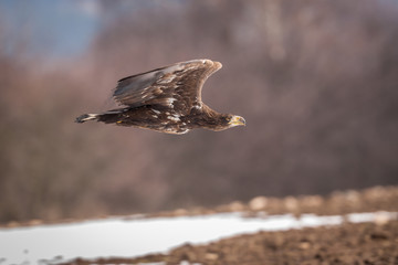 sea eagle