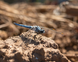 Dragonfly on the ground