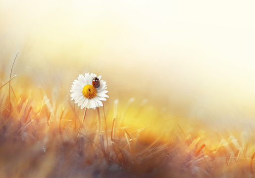 Beautiful natural background of golden color with chamomile and ladybug macro. Colorful elegant gentle tender artistic image  of a hot sunny summer outdoors nature.