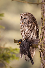 strix