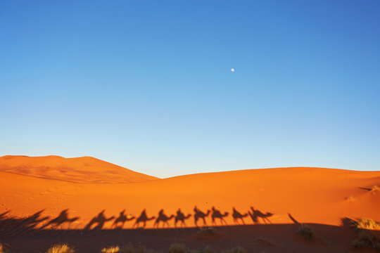 Silhouette of camel caravan in big sand dunes of Sahara desert, Merzouga, Morocco