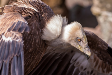 gyps fulvus, Bald vulture