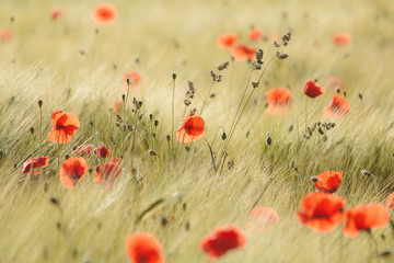 Corn field with poppies - 167241082