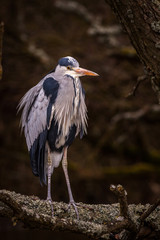 heron grey bird