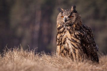 bubo bubo