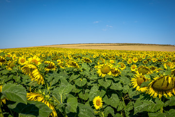 Obraz premium Field of blooming sunflowers on a background blue sky.