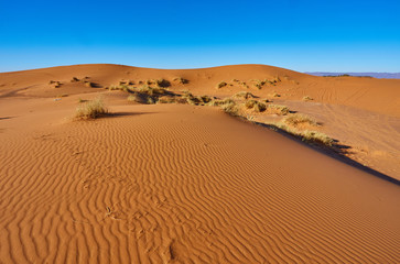Fototapeta na wymiar Beautiful sand dunes in the Sahara