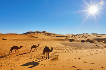 Camel caravan going through the sand dunes in the Sahara Desert - obrazy, fototapety, plakaty