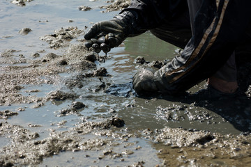 Fototapeta premium People catching crabs during the period of low tide