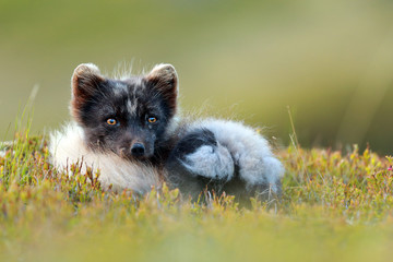 Arctic Fox resting on heather