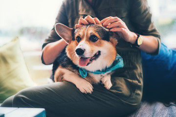 Pembroke Welsh Corgi, Dog Welsh Corgi running outdoors.